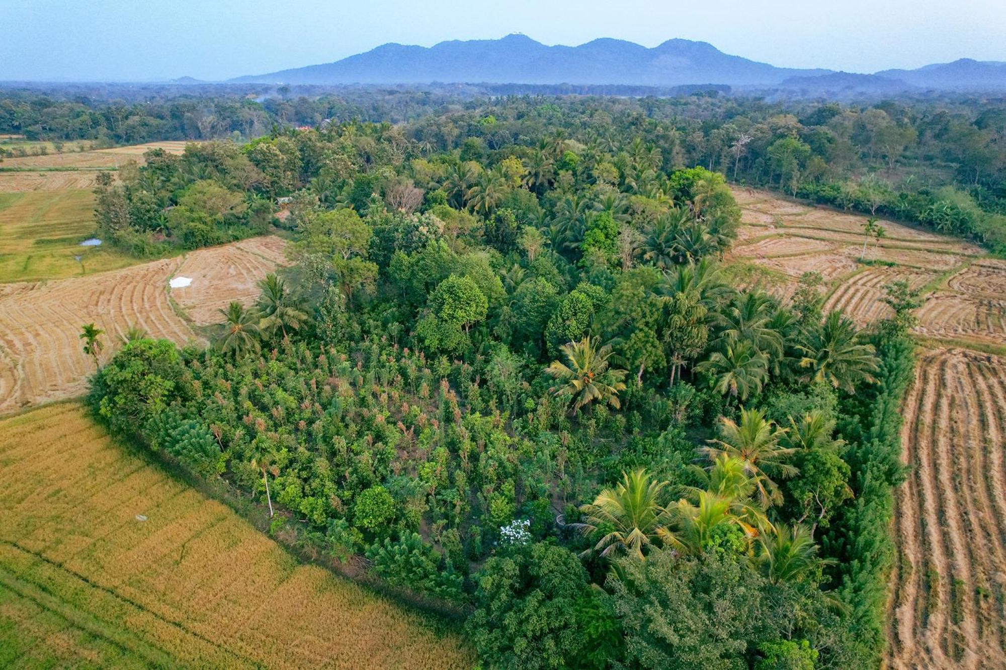 Mailagama Cinnamon Residence กตรคาม ภายนอก รูปภาพ